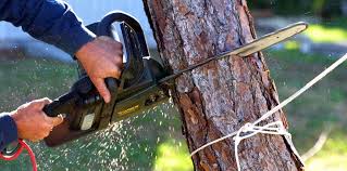 Best Tree Risk Assessment  in Brownstown, PA