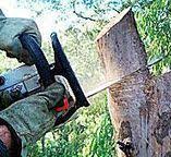 Best Tree Cabling and Bracing  in Brownstown, PA
