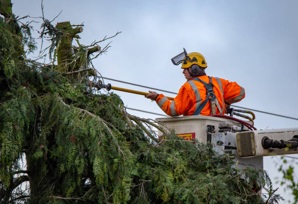 Best Palm Tree Trimming  in Brownstown, PA