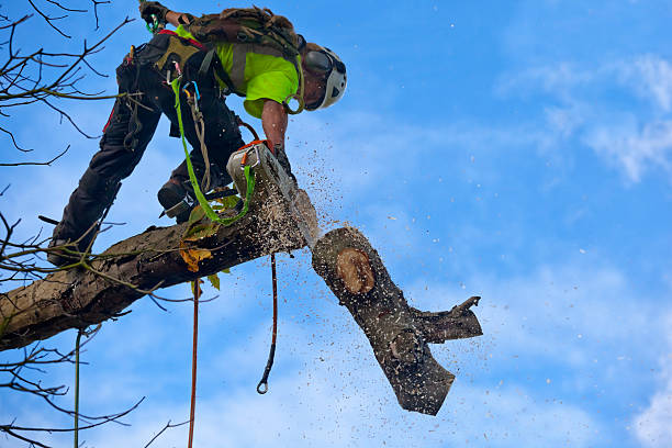 Best Commercial Tree Services  in Brownstown, PA